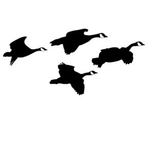 Canadian Geese From the Side Decal