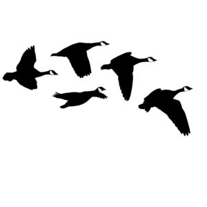 Canadian Geese From the Side Decal - 2039