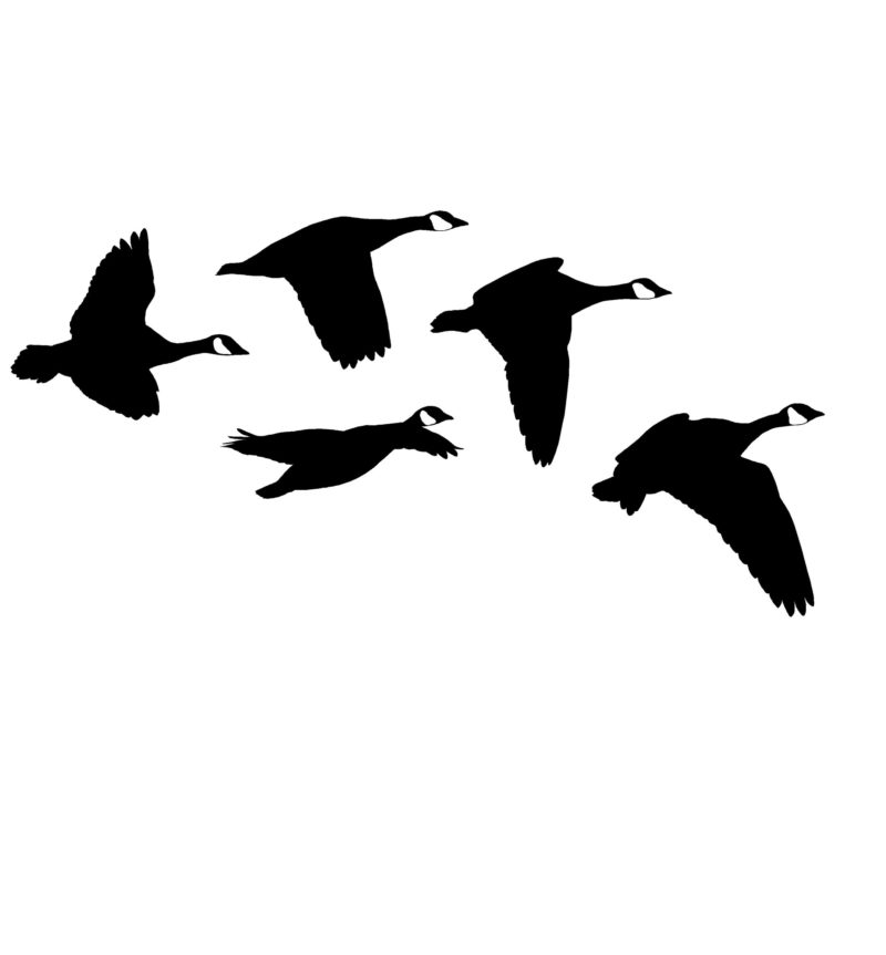 Canadian Geese From the Side Decal - 2039