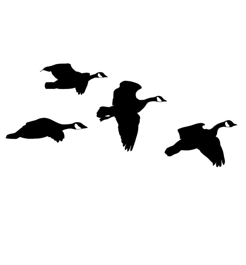Canadian Geese From the Side Decal