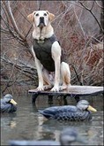 The Retriever Dog Breed - Pet or Hunting Partner