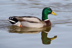 Hunting Mallard Duck 