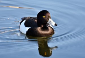 Greater and Lesser Scaups