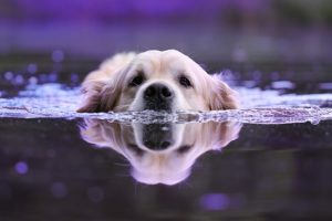 Keeping your dog cool