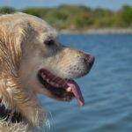 KEEP YOUR DOG COOL IN THE SUMMER HEAT