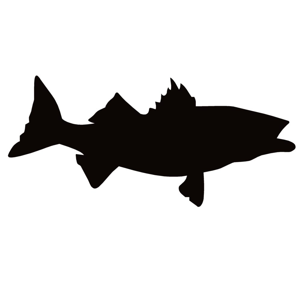 Walleye, Fishing Decal – Walleye Fishing Sticker – 1269