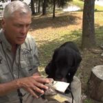 USING BIRD FEATHERS IN DOG TRAINING