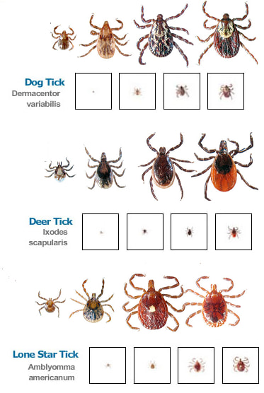 Ticks and your dog