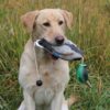 Retrieving duck training tool
