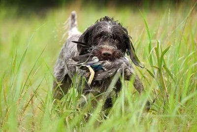 Wirehaired-Pointing-Griffon-hunting