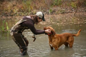 training equipment for hunting dogs