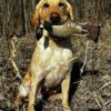 Ultimate Grouse Dog Training Scent