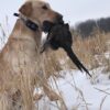 Ultimate Pheasant Dog Training Dummy