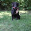 Ultimate Pheasant Dog Training Dummy