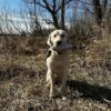 Ultimate Quail Dog Training Scent