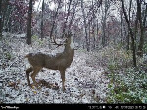 WiseEye Trail Camera Pictures 1