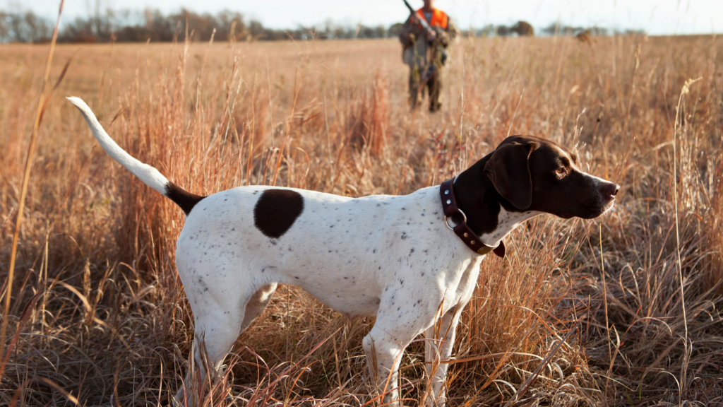 5 Common Dog Training Mistakes and How to Avoid Them