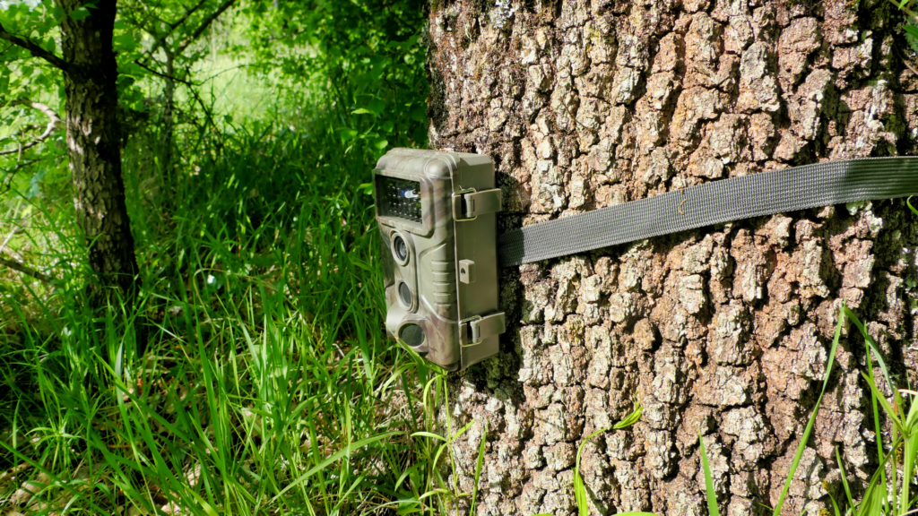 What to Look for in a Budget-Friendly Trail Camera: Key Features Explained