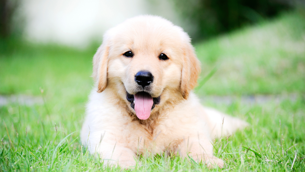 Puppy Training 101: 5 Essential Commands Every Dog Should Know