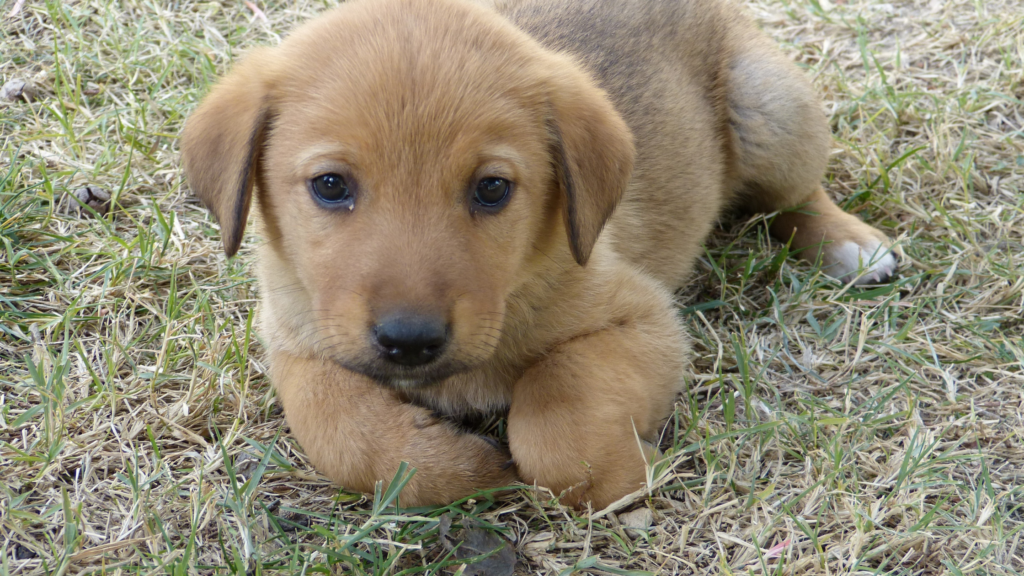 Puppy Training 101: 5 Essential Commands Every Dog Should Know