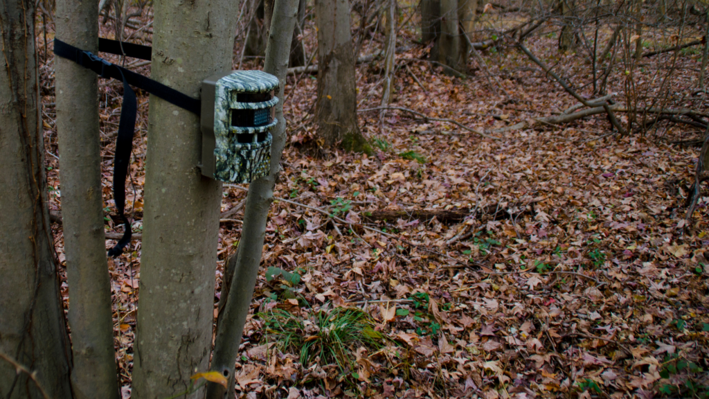 Setting Up Your Trail Camera: 5 Best Tips for Optimal Placement