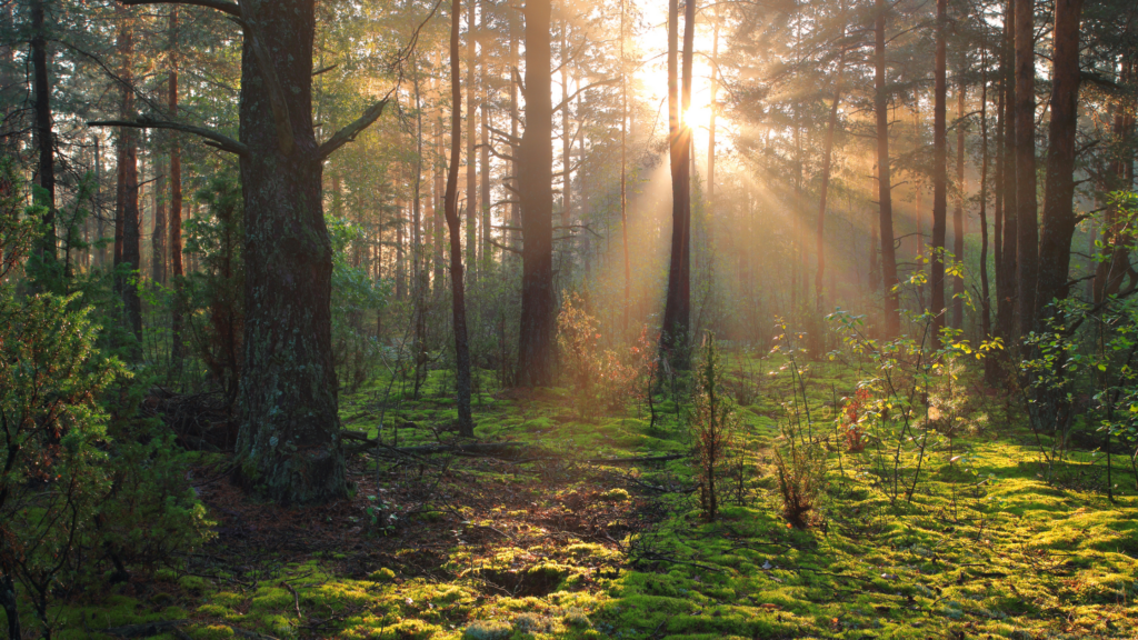 Setting Up Your Trail Camera: 5 Best Tips for Optimal Placement