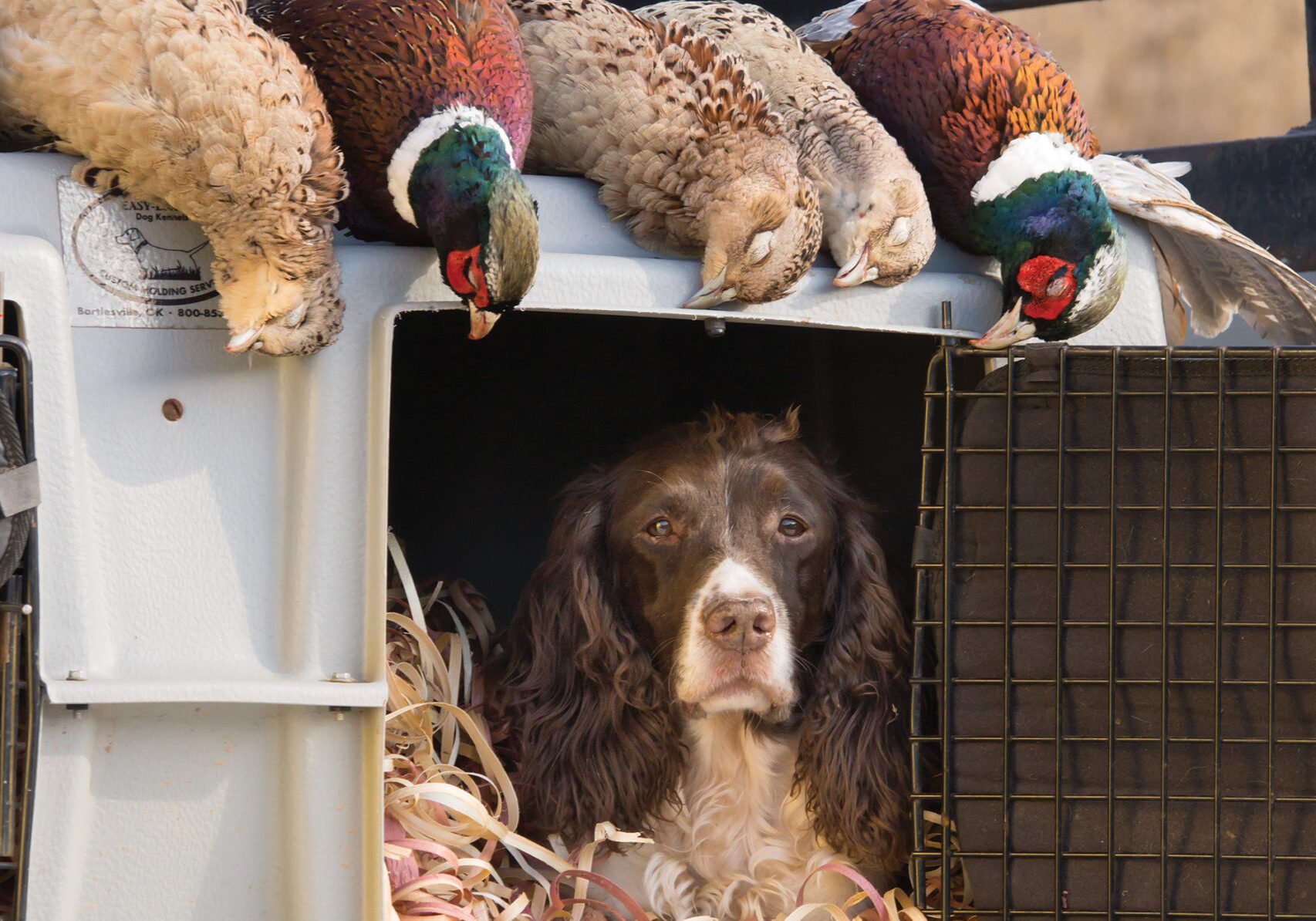 How to Crate Train Your Dog: A Step-by-Step Guide