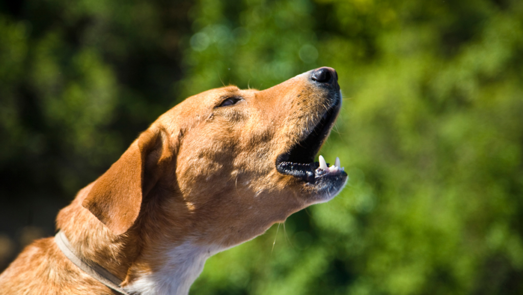 How to Crate Train Your Dog: A Step-by-Step Guide