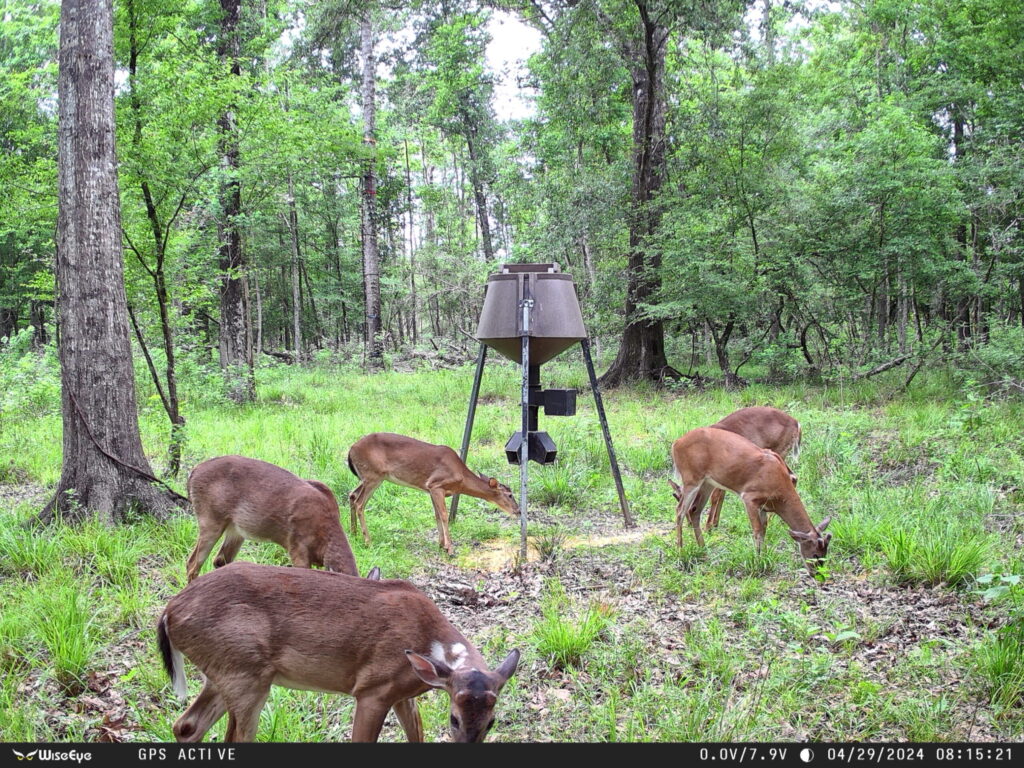 Using Trail Cameras for Wildlife Observation and Research