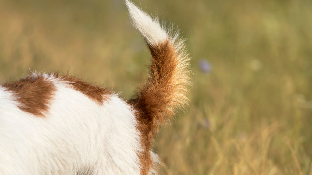 Understanding Dog Body Language: What Your Dog is Trying to Tell You