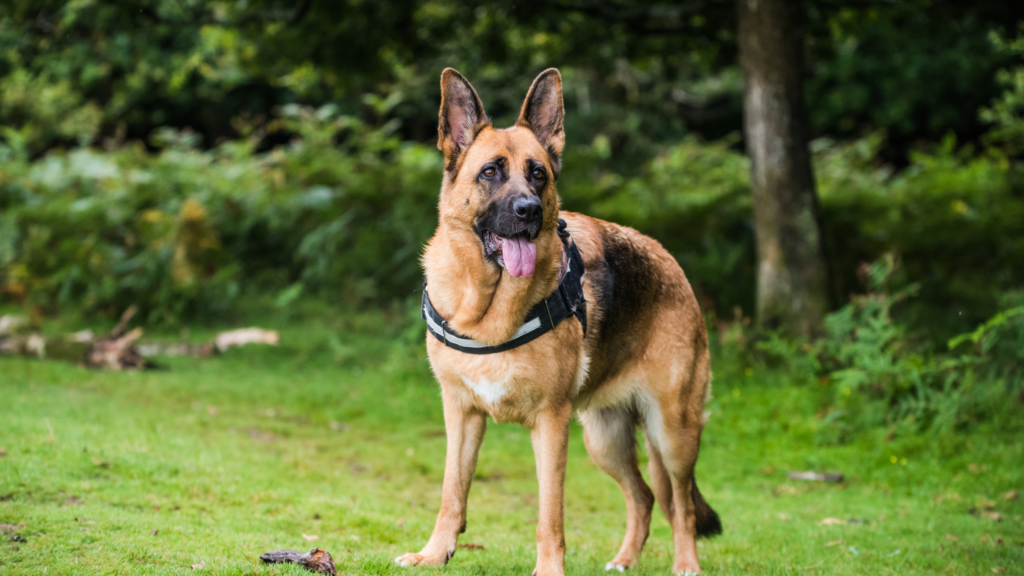 Understanding Dog Body Language: What Your Dog is Trying to Tell You