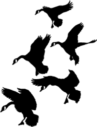 Goose Hunting Decals