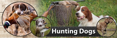 Hunting Dogs US