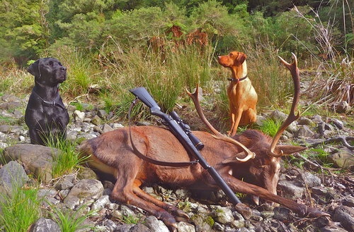 Hunting Deer with Dogs