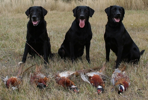 Retrievers Upland Pheasant Hunting