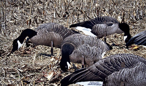 Real-Geese Pro Series Canada Goose Decoys - Silhouette Goose Decoys