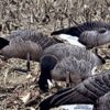 Real-Geese Pro Series Canada Goose Decoys - Silhouette Goose Decoys