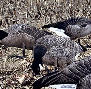 Real-Geese Magnum - Lite 3D Canada Goose Decoys