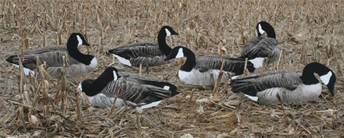 Real-Geese Pro Series Sit'n Geese Canada Goose Decoys