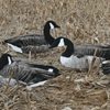Real-Geese Pro Series Sit'n Geese Canada Goose Decoys - Silhouette Goose Decoys