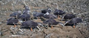 Real-Geese Pro Series Black Duck Decoys
