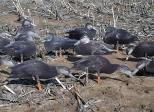 Real-Geese Pro Series Black Duck Decoys