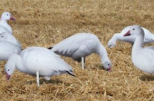 Real-Geese Pro Series Snow Goose Decoys