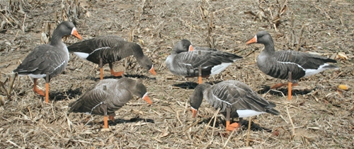 Real-Geese Pro Series Specklebelly Goose Decoys - Silhouette Specklebelly Decoys