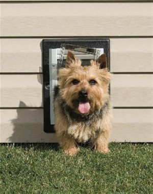 PetSafe Wall Entry Pet Door - Small