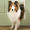 PetSafe Freedom Plastic Pet Door - Medium