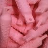 2" Dia. PWS Pink Plastic Nobby Bumper