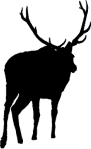 Decal Elk Bull! 1302